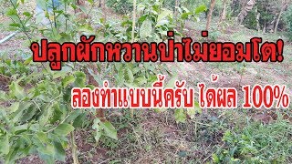 ปลูกผักหวานป่าไม่ยอมโต!ลองทำแบบนี้ครับได้ผล100%