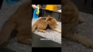 小猫咪是有点演技在身上的 cat who loves acting