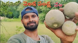 అడవిలో చెట్టుమీద వెలక్కయలు చూపిస్తా రండి|మా ఊరి అడవిలో వెలగ పండ్ల వేట|చెట్టు మీద బొచ్చేడు వెలక్కాయలు