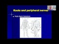 the effects of nerve and muscle problems on balance in parkinson’s disease