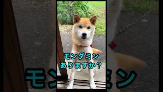 柴犬コロ ショート動画人気作選✨ #shorts #柴犬コロ #かわいい #おもしろ #可愛い #犬 #dog #面白い cute Kawaii