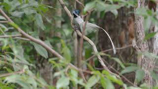 Asian Paradise Flycatcher - white morph นกแซวสวรรค์ชุดขนสีขาว