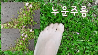 누운주름 꽃길 만들기,  잔디대체식물, 지피식물, 풍산 장군이