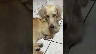 Sleepy dachshund | 快睡著的臘腸狗 #shorts