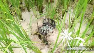 How to catching frog|របៀបដាក់ក្រង់យកកង្កែប|NB khmer