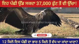 ਇਹ ਪੰਛੀ ਉੱਡ ਸਕਦਾ 37,000 ਫੁੱਟ ਤੋਂ ਵੀ ਉੱਚਾ || ਇੱਕ ਦਿਨ ਵਿੱਚ ਖਾ ਜਾਂਦਾ 5 ਕਿਲੋ ਭੋਜ਼ਨ 😱 ||