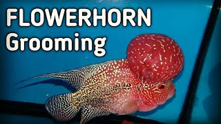 TIPS on grooming FLOWERHORN (tagalog w/ english sub) - hendrix backyard