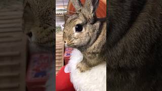 丸太クッションの奥に行きたいの❣️🐰🐇😅