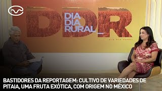 Bastidores da reportagem: cultivo de variedades de pitaia, uma fruta exótica, com origem no méxio