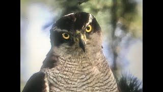 Northern Goshawk in Tokyo♪鳥くん野鳥動画（東京都）オオタカ♂Ad 20200629 6Z3A4959