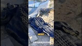 Boy Fool The Crocodile By Fake Costume #shortsvideo
