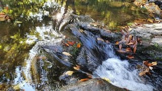 [소리명상] 고창 선운사 계곡 Sound of Nature for Meditation ｜백색소음｜ASMR｜ 수면유도｜명상음악