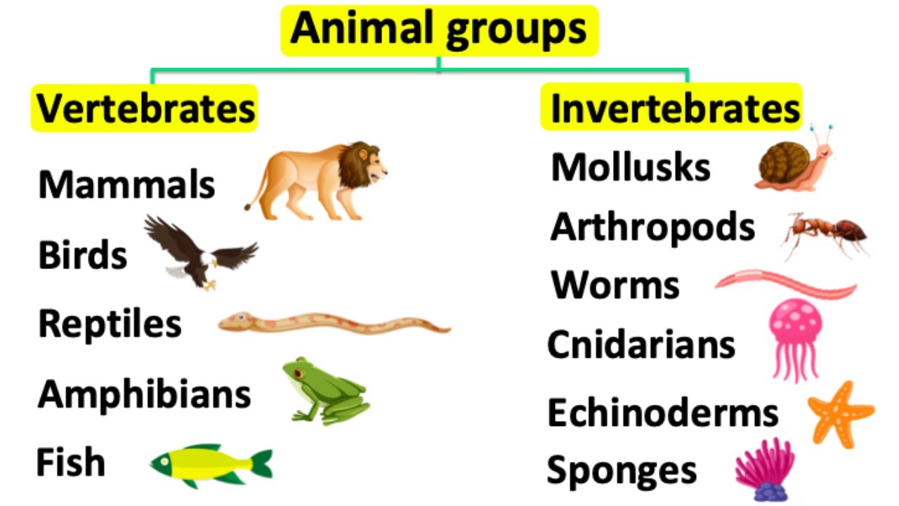 Invertebrates Animals Names