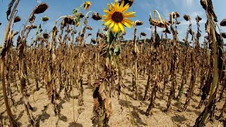 Les agriculteurs européens asphyxiés