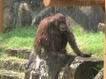 orangutan kiki playing with water at tama zoo in tokyo