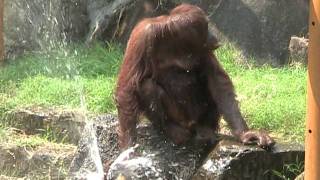 orangutan Kiki playing with water at Tama Zoo in Tokyo