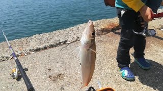 大キス23cmが釣れた瞬間 初心者の釣り@玄海灘 Fishing Kisu in Fukuoka, Japan.