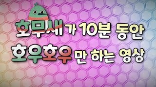 호무새가 10분 동안 호우호우만 하는 영상