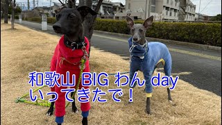 【イタグレ】BUZZ\u0026EUROチャンネル BIG”わん“day “ワンだふるな１日 in 和歌山ビッグ愛　お友達のイタグレとも久しぶりに会えました！