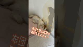 寝相が独特なラブラドール②