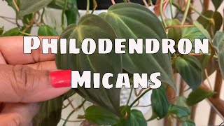 Philodendron Micans Care and Propagation Tips House Plant Care