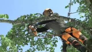 Husqvarna's New Arborist Chainsaw