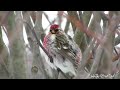 the common redpoll