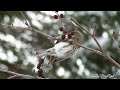 the common redpoll