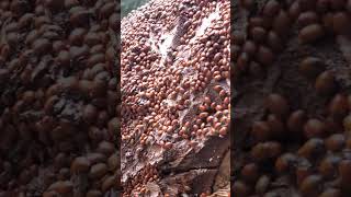 Ladybugs going into hibernation in Muir Woods