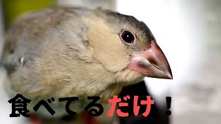 【鳥】ごはんを食べているだけの動画