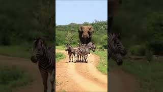 African Safari 4K - Scenic Wildlife Film With African Music #travel #shorts #safari #wildlife