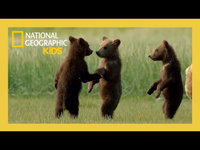 Wild Babies Of America S National Parks Full Episode Natgeokids