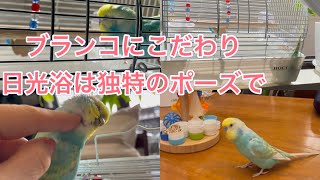 2021.10.15 ブランコにこだわり日光浴は独特のポーズで　【セキセイインコしんちゃんときょきょの暮らし】