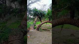 Palm Tree Structure #short ll Nature By Anni (Use Earphone)