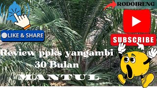 Review ppks yangambi 30 bulan MANTUL.