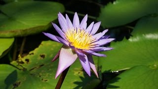 Aquatic Garden 水生植物公園みずの森