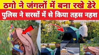 ठगो ने जंगलों में बना रखे डेरे • पुलिस ने सरसों में से किया तहस नहश kama News