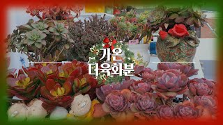 #가온다육화분🤩#예운분#락분#도앤도분#다양한수제공방화분😍21.11.29/korean succulents plants 💖