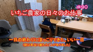 ＃９０　いちご農家の日々のお仕事　一日の終わりにほっこりできた、いい一日（朝は本当に疲れたことがありました）