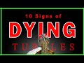 10 signs of DYING turtle | signs of turtle diseases |