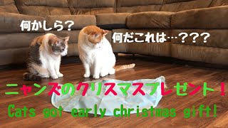 【クリスマス】ニャンズ達へ少し早いクリスマスプレゼント❄☃🎅🎁💕🎄🎂✨ Cats got early christmas gift! 猫 cat 茶白猫 三毛猫 【Christmas】