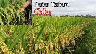 Varian Genarsi baru GALUR ter unggul potensi mencapai 15 ton/H