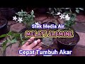 Stek Melati Jasmine Media Air, Cepat Tumbuh Akar