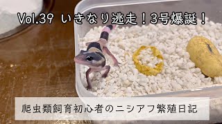 【爬虫類飼育初心者のニシアフ繁殖日記】Vol.39   いきなり逃走！３号爆誕！