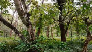 18 Acres of Neglected Coffee Estate for sale in Sakleshpur to Hassan