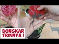 TEKNIK MEMPERBANYAK AGLONEMA DENGAN TANAM DAUN