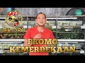 IKAN KOI CAKEP DAN MURAH || HARGA PROMO KEMERDEKAAN ||