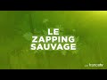 le poisson qui ne savait pas nager zapping sauvage