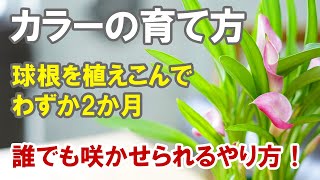 【ご報告】カラーの球根が花を咲かせました！今までにやってきた事（あんまないけど）