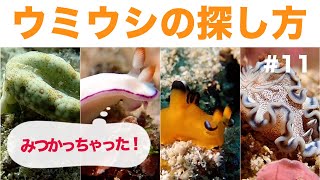 【ウミウシの探し方】見つけ方のコツ スキューバダイビング編 #11